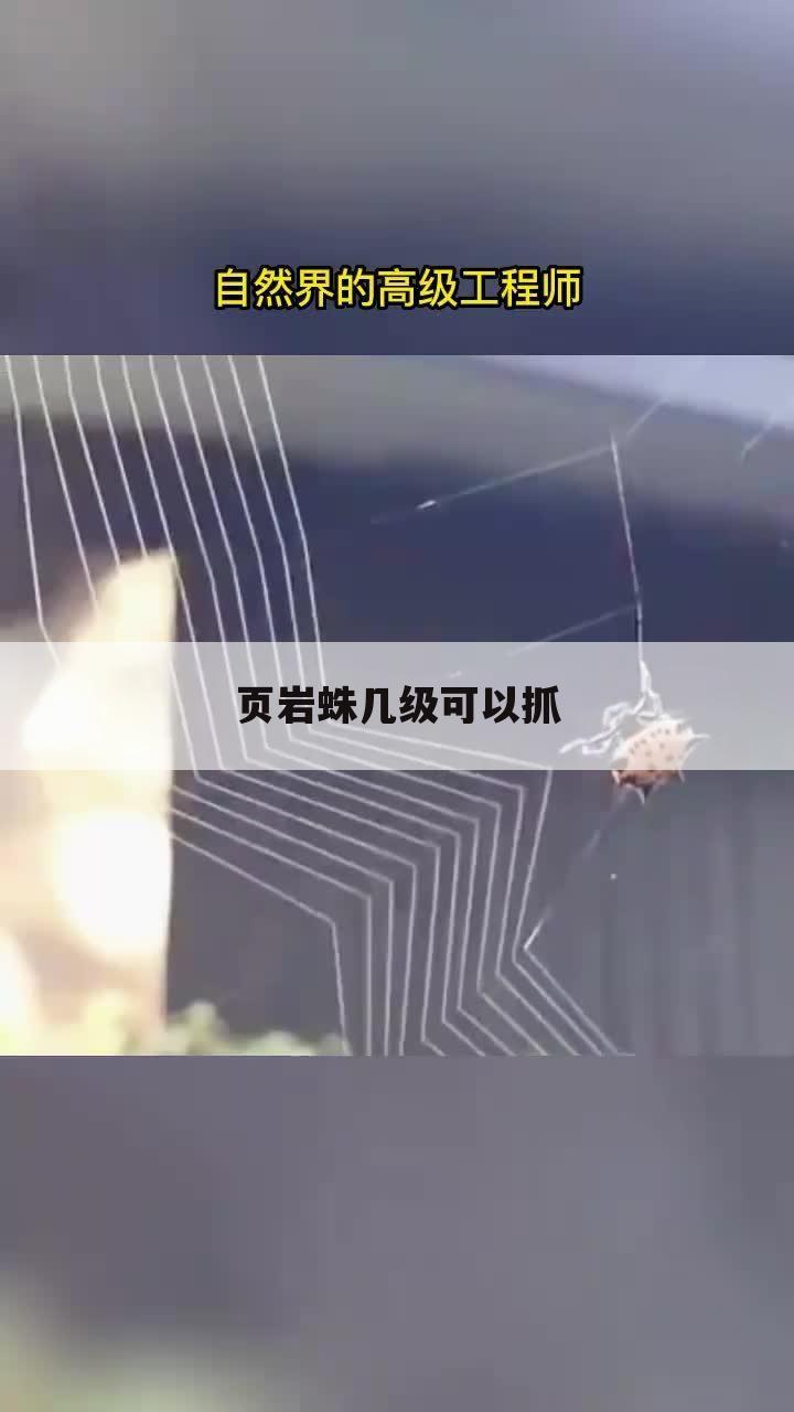 页岩蛛几级可以抓