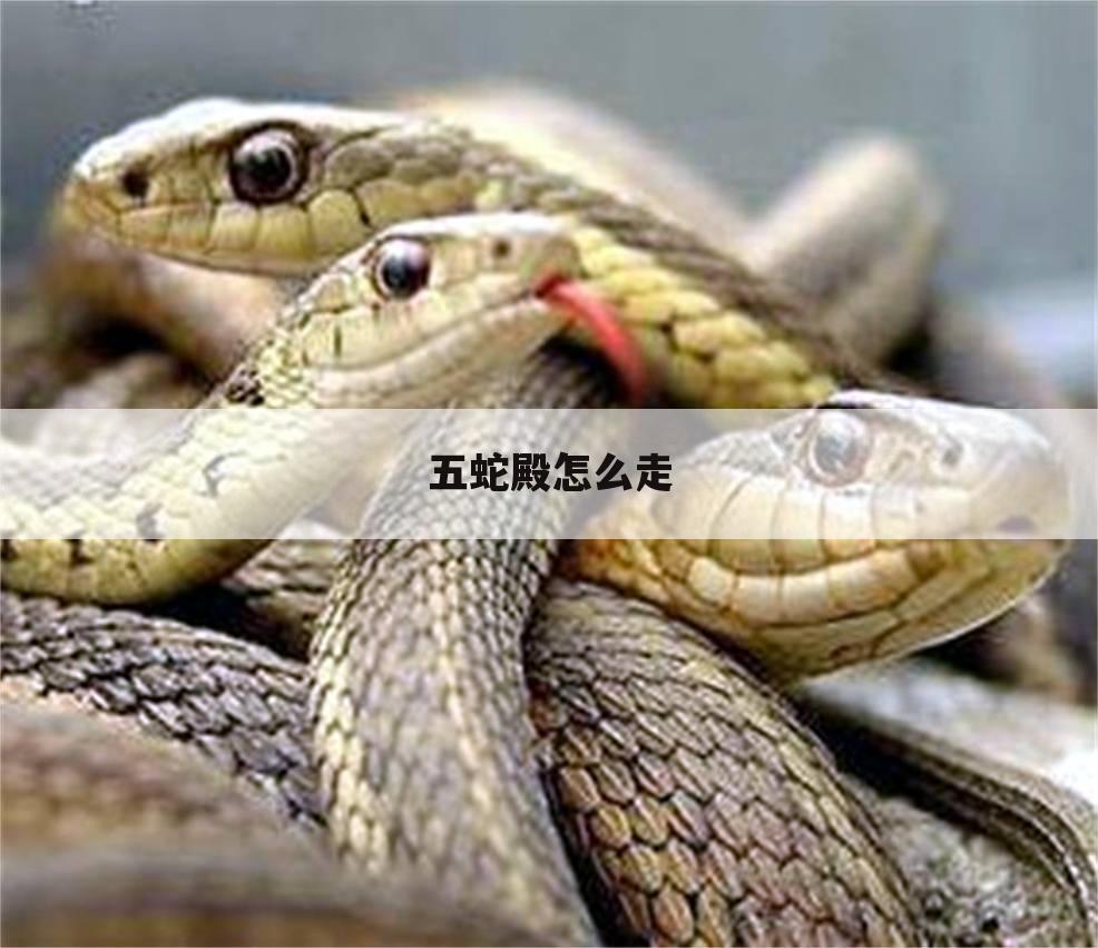 五蛇殿怎么走