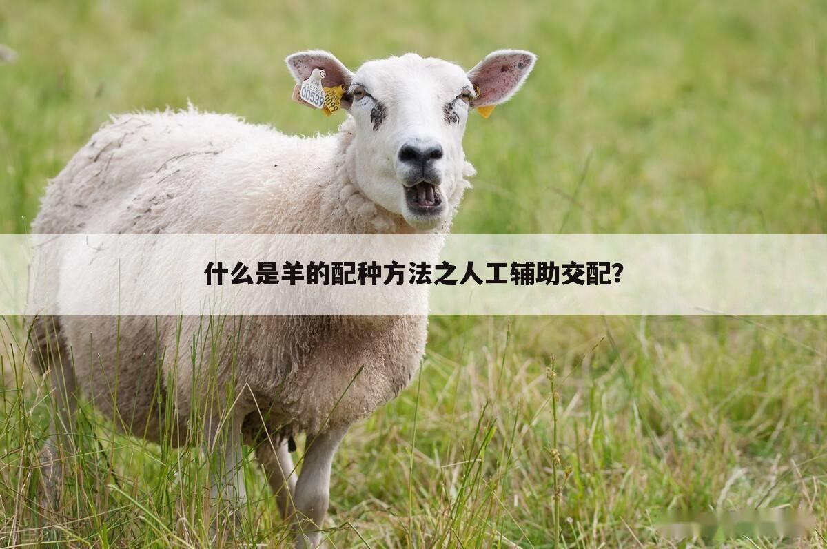 什么是羊的配种方法之人工辅助交配?